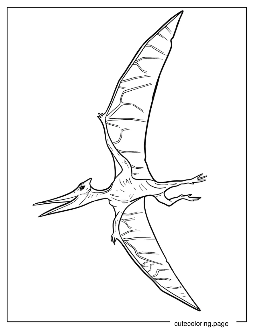 Simple Pterodactyl Coloring Sheet For Kids coloring page